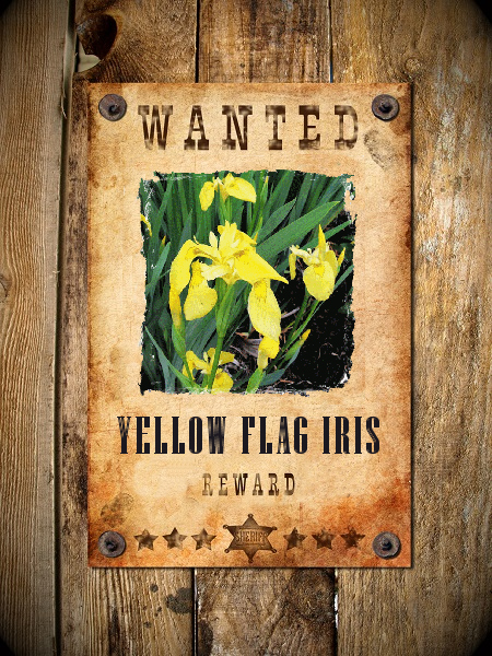 Wanted: Yellow Flag Iris